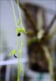 /album/prave-kvete/dendrobium-hemimelanoglossum2-jpg1/